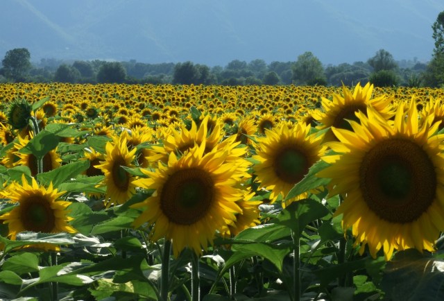 sunflowers