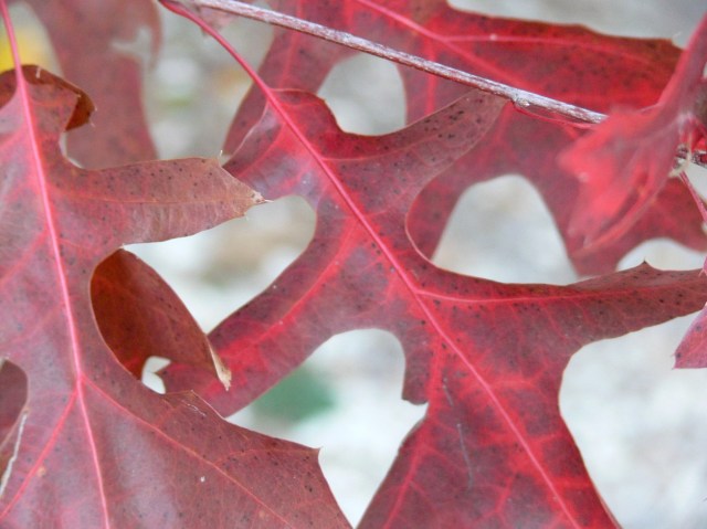leaves